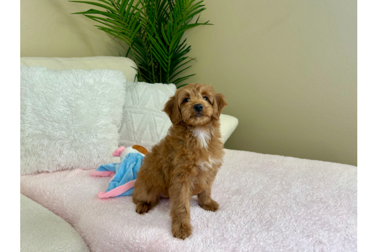 Cute Mini Goldendoodle Baby