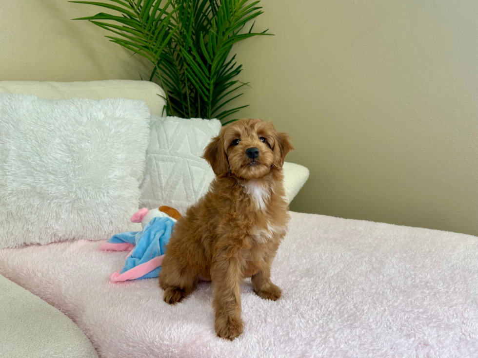 Cute Mini Goldendoodle Baby