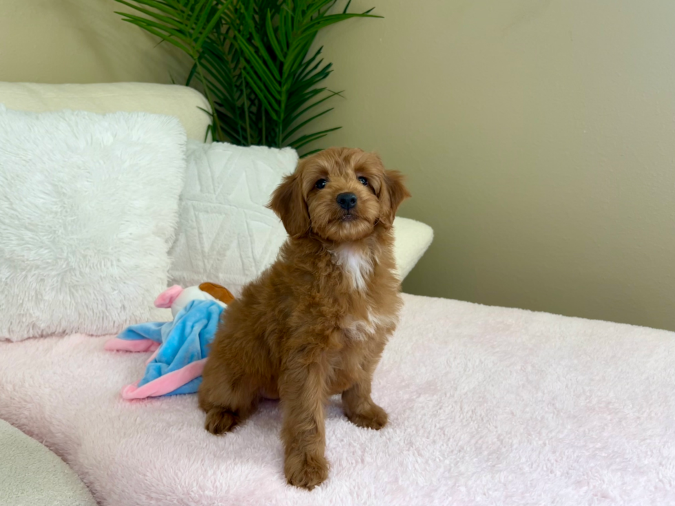 Cute Mini Goldendoodle Poodle Mix Pup