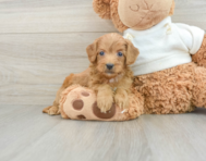 9 week old Mini Goldendoodle Puppy For Sale - Lone Star Pups