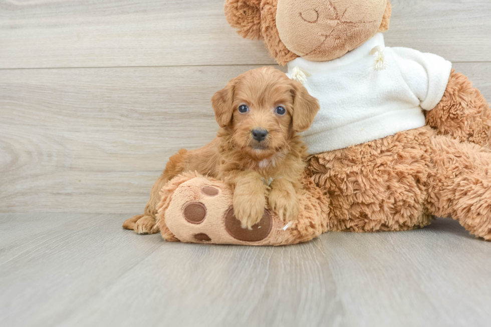 Friendly Mini Goldendoodle Baby