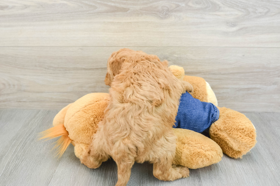 Adorable Golden Retriever Poodle Mix Poodle Mix Puppy