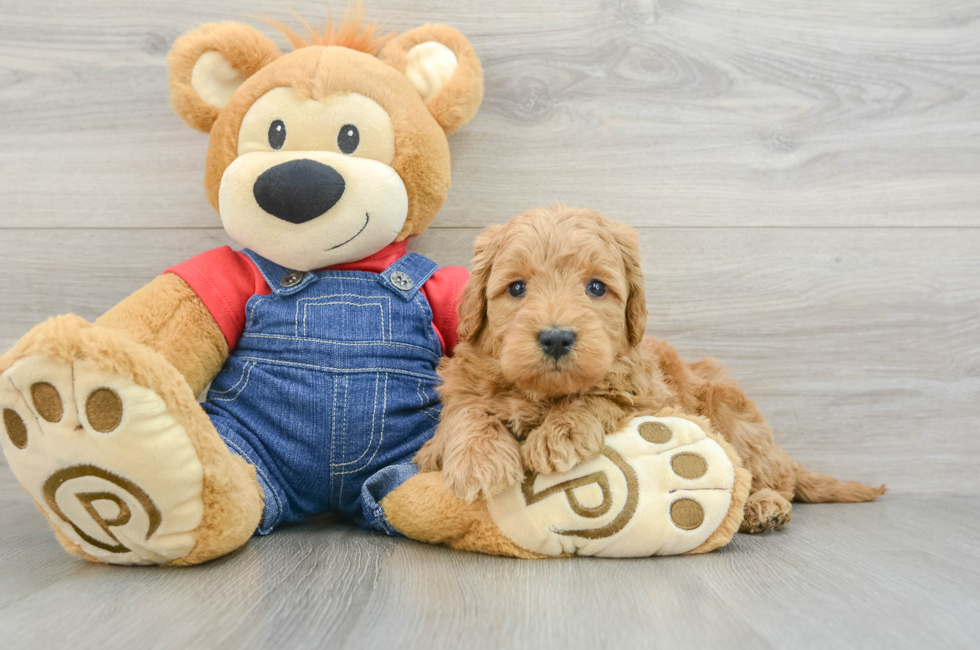 6 week old Mini Goldendoodle Puppy For Sale - Lone Star Pups