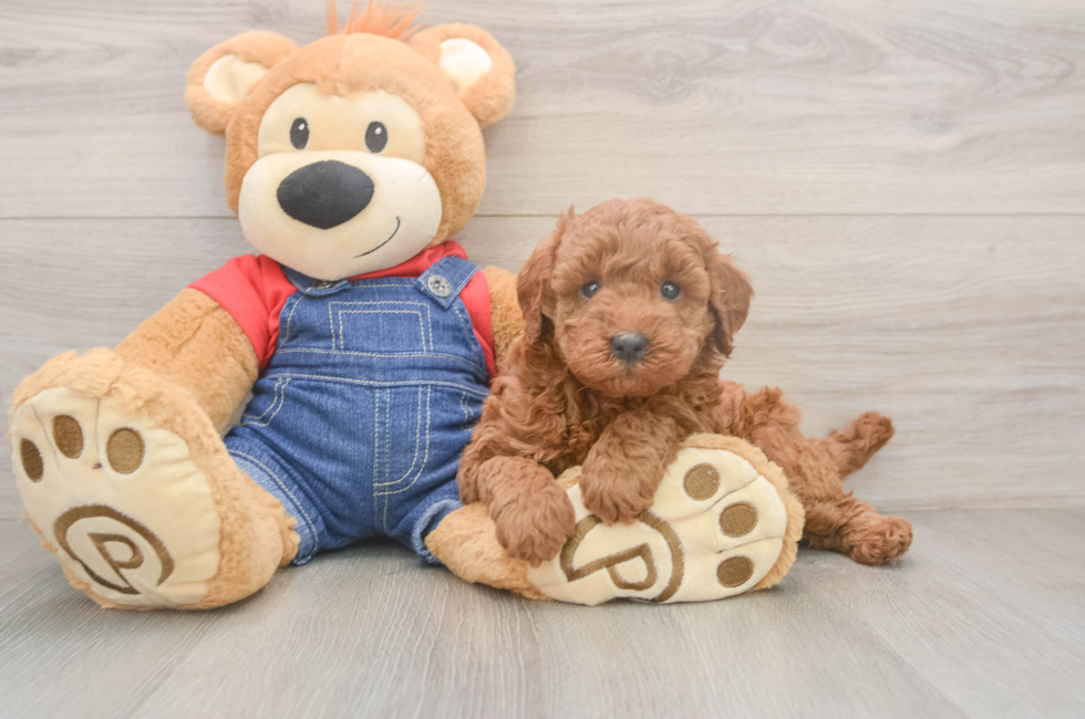 5 week old Mini Goldendoodle Puppy For Sale - Lone Star Pups
