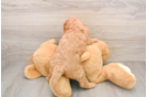 Mini Goldendoodle Puppy for Adoption