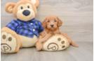 Mini Goldendoodle Pup Being Cute