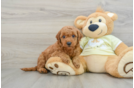 Small Mini Goldendoodle Baby