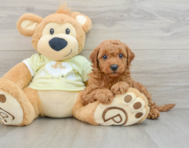 7 week old Mini Goldendoodle Puppy For Sale - Lone Star Pups