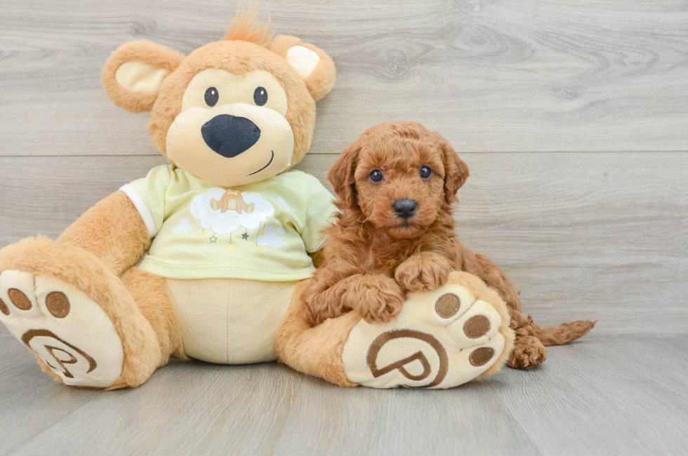 7 week old Mini Goldendoodle Puppy For Sale - Lone Star Pups