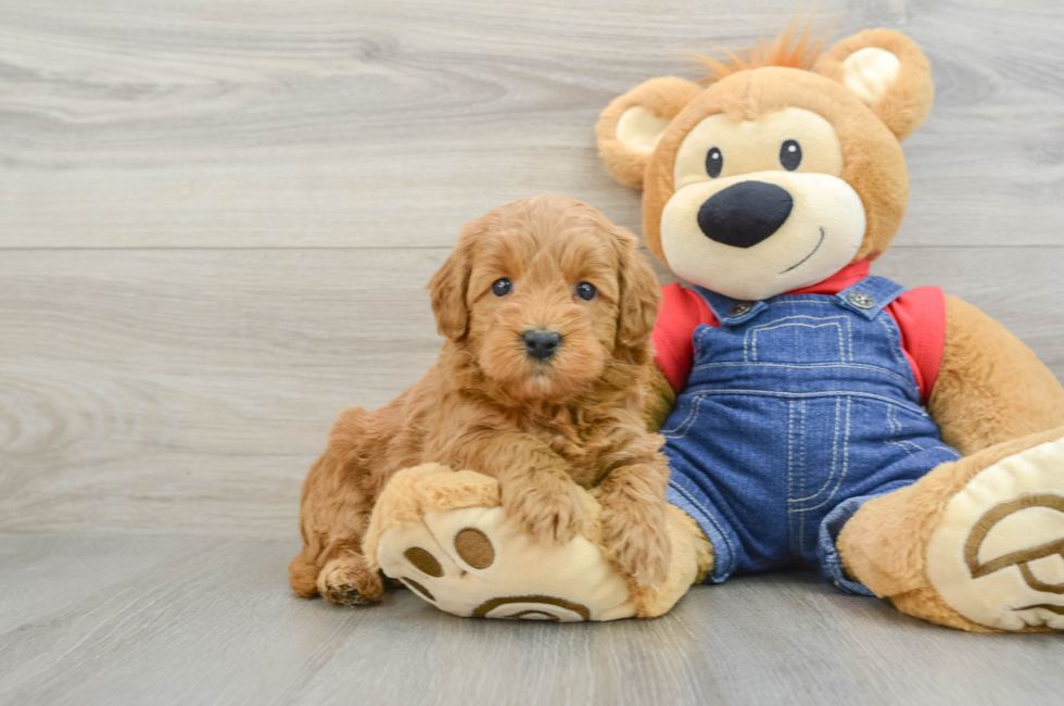 6 week old Mini Goldendoodle Puppy For Sale - Lone Star Pups