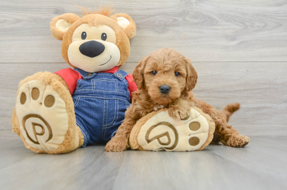 6 week old Mini Goldendoodle Puppy For Sale - Lone Star Pups