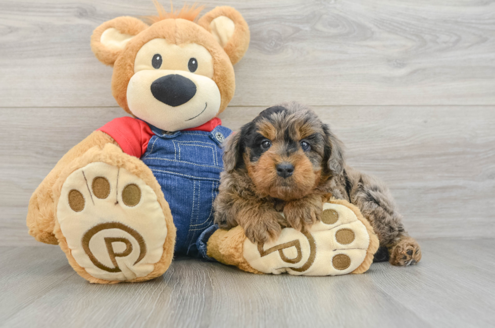7 week old Mini Goldendoodle Puppy For Sale - Lone Star Pups