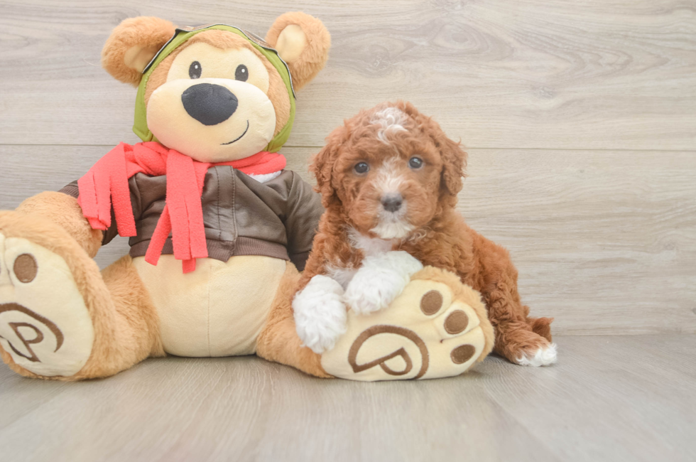 5 week old Mini Goldendoodle Puppy For Sale - Lone Star Pups