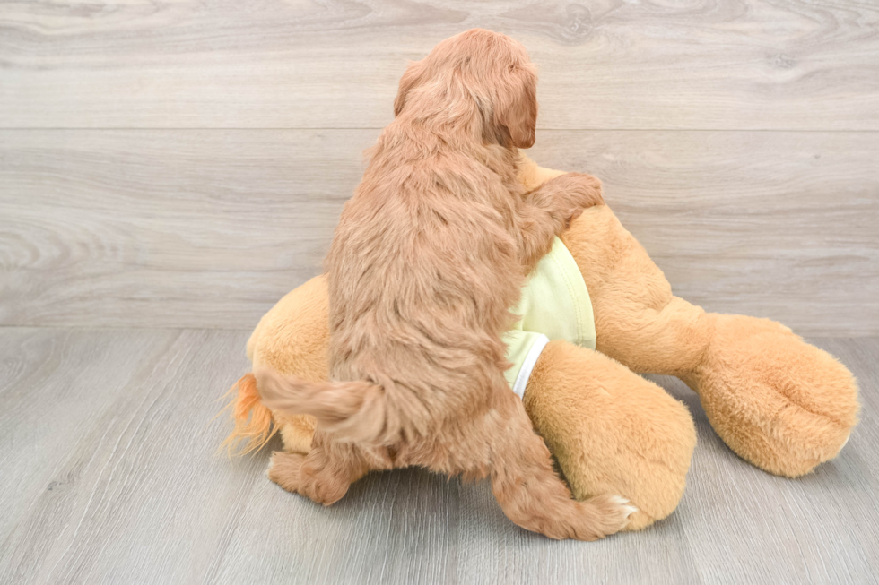 Mini Goldendoodle Puppy for Adoption