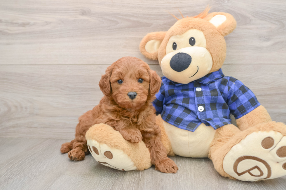 Best Mini Goldendoodle Baby