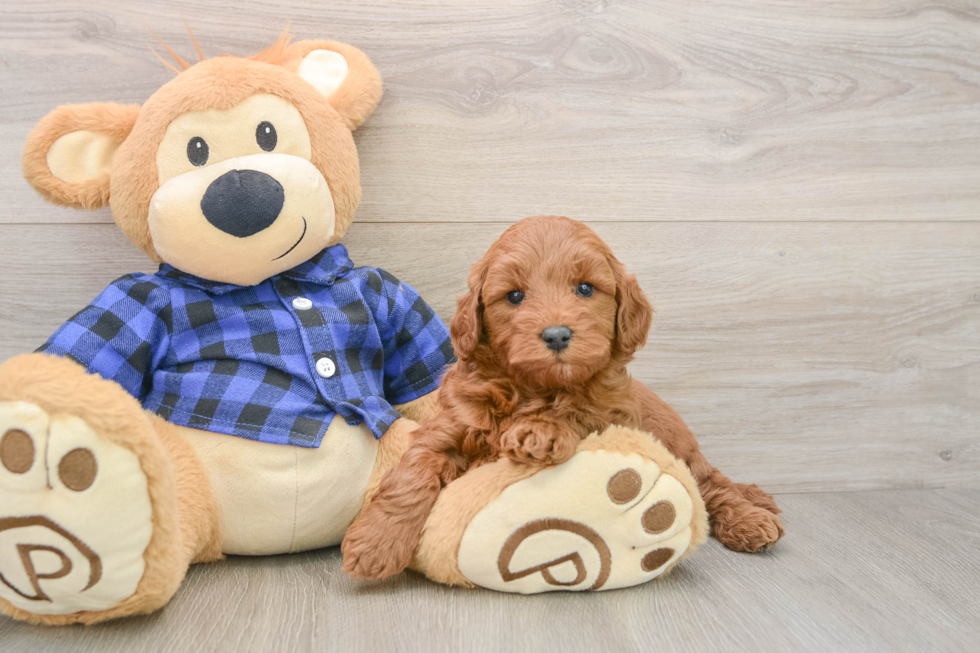 Best Mini Goldendoodle Baby