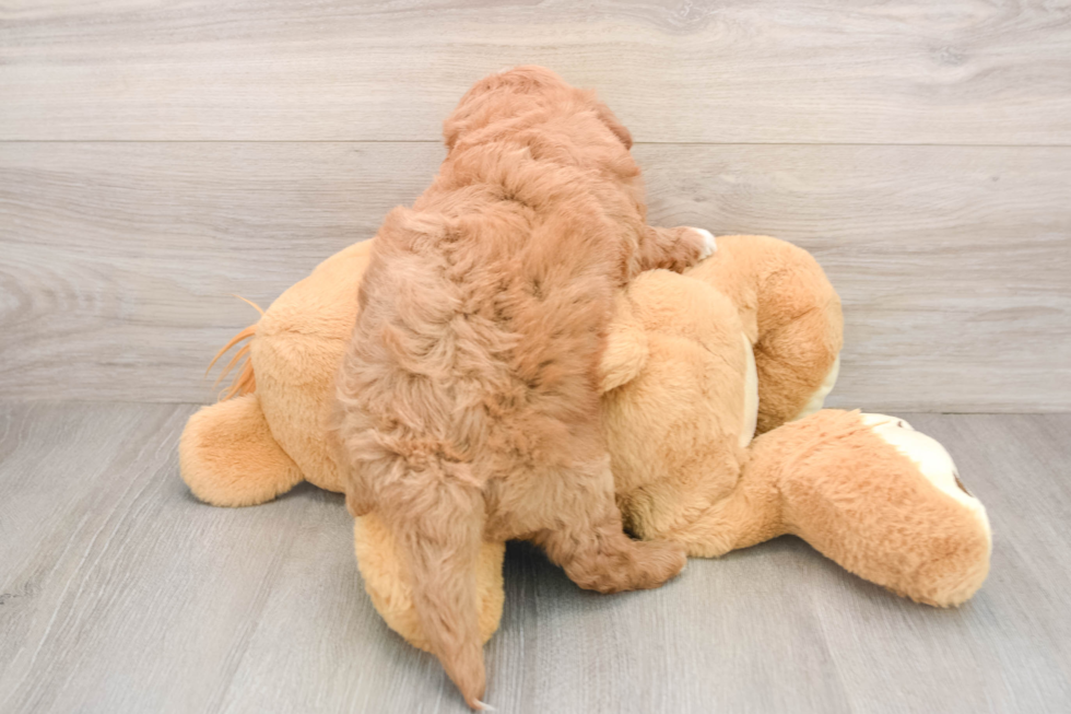 Mini Goldendoodle Puppy for Adoption