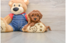 Best Mini Goldendoodle Baby