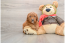 Friendly Mini Goldendoodle Baby