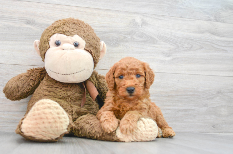 7 week old Mini Goldendoodle Puppy For Sale - Lone Star Pups