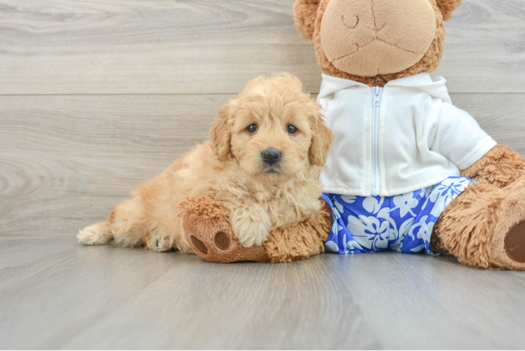 Mini Goldendoodle Pup Being Cute