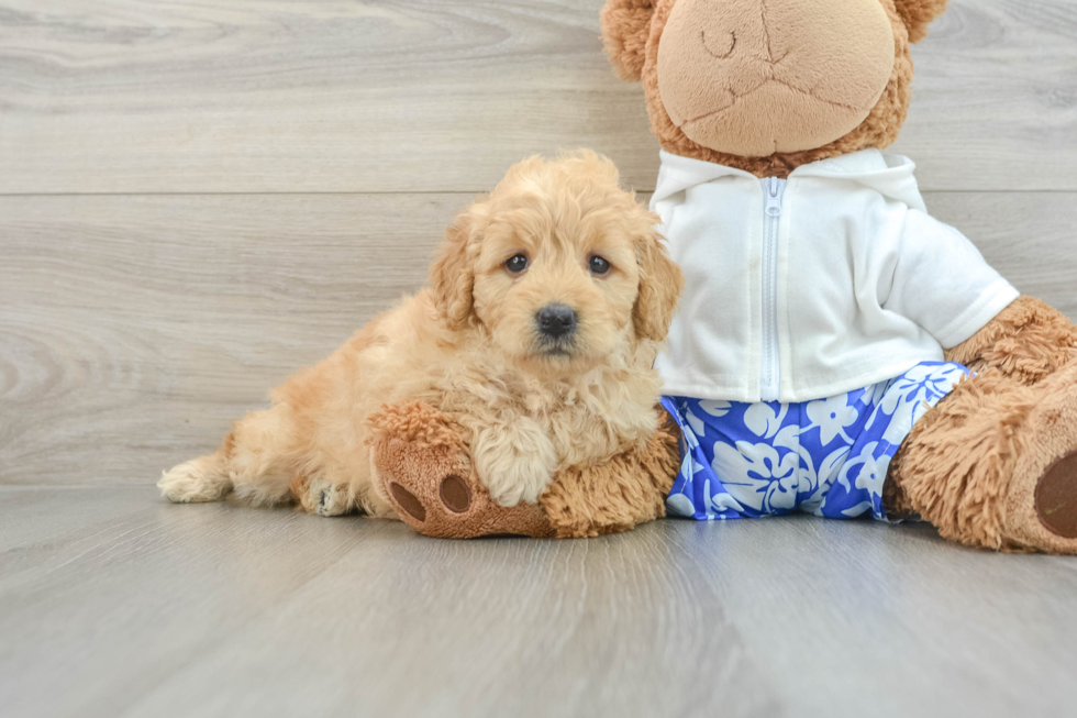 Mini Goldendoodle Pup Being Cute