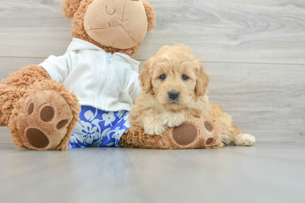 Hypoallergenic Mini Goldiepoo Poodle Mix Puppy