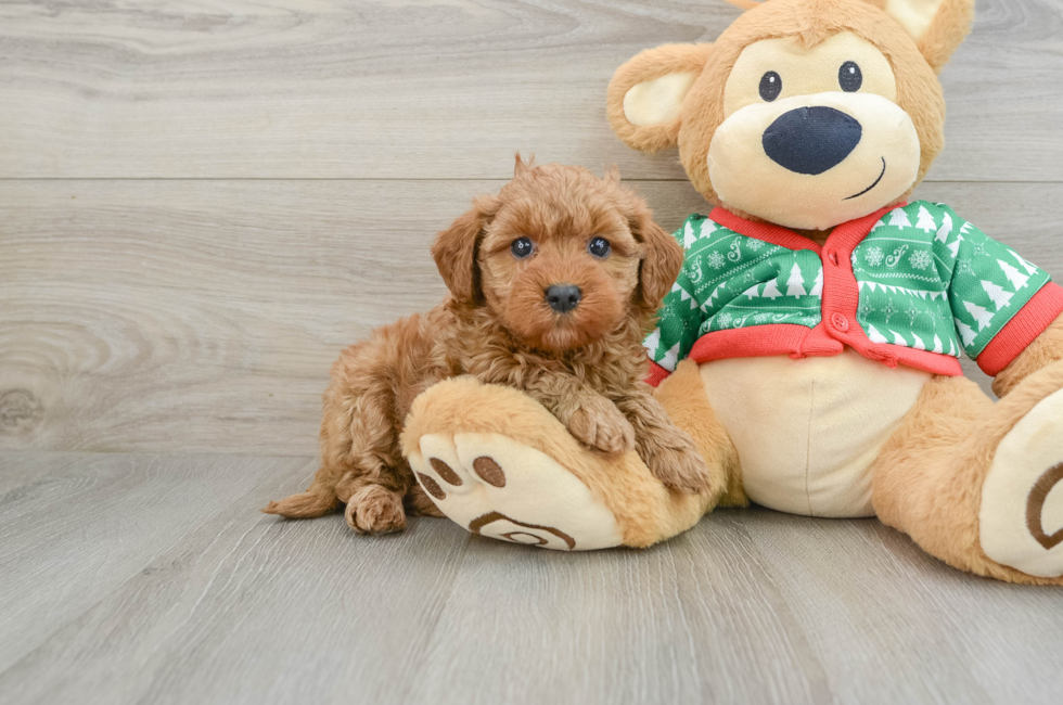 5 week old Mini Goldendoodle Puppy For Sale - Lone Star Pups