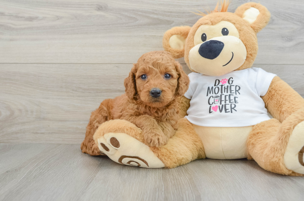 5 week old Mini Goldendoodle Puppy For Sale - Lone Star Pups