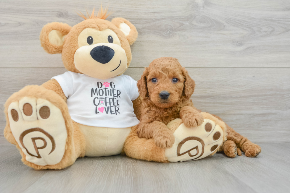 Best Mini Goldendoodle Baby