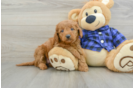 Mini Goldendoodle Puppy for Adoption