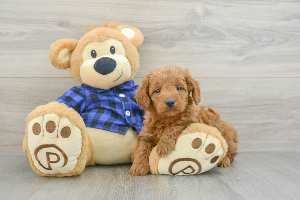 Best Mini Goldendoodle Baby