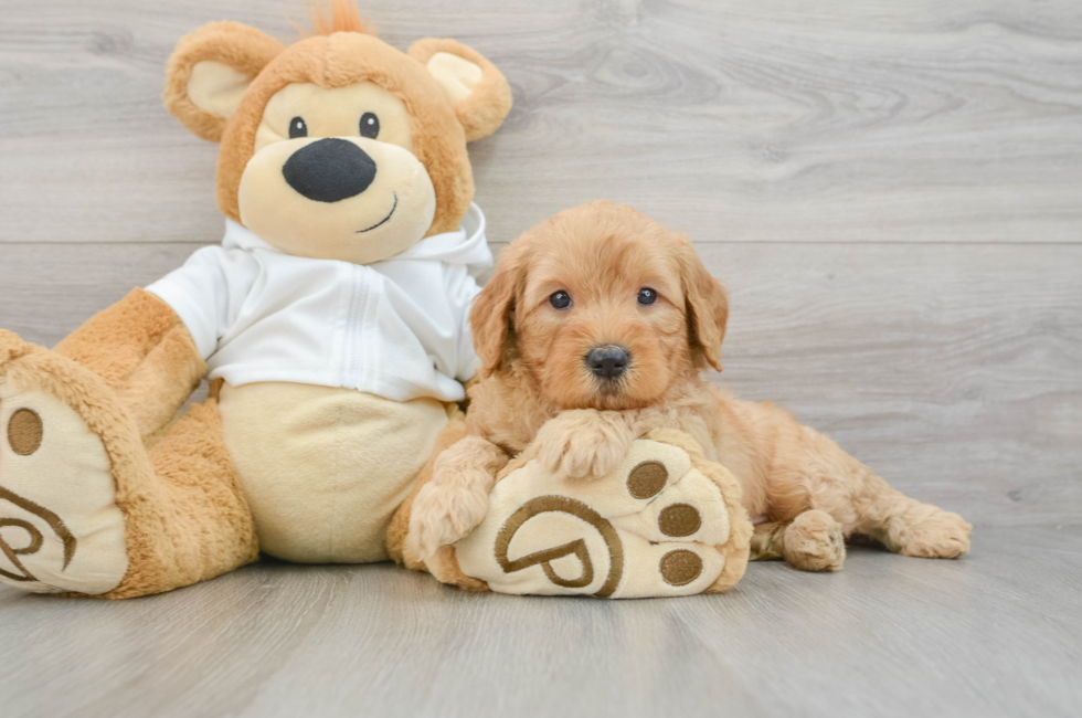 5 week old Mini Goldendoodle Puppy For Sale - Lone Star Pups
