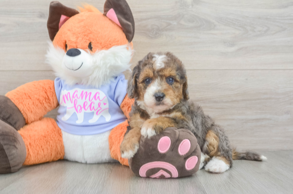 5 week old Mini Goldendoodle Puppy For Sale - Lone Star Pups