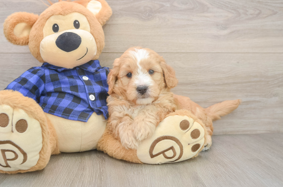 5 week old Mini Goldendoodle Puppy For Sale - Lone Star Pups