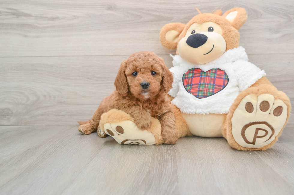 5 week old Mini Goldendoodle Puppy For Sale - Lone Star Pups