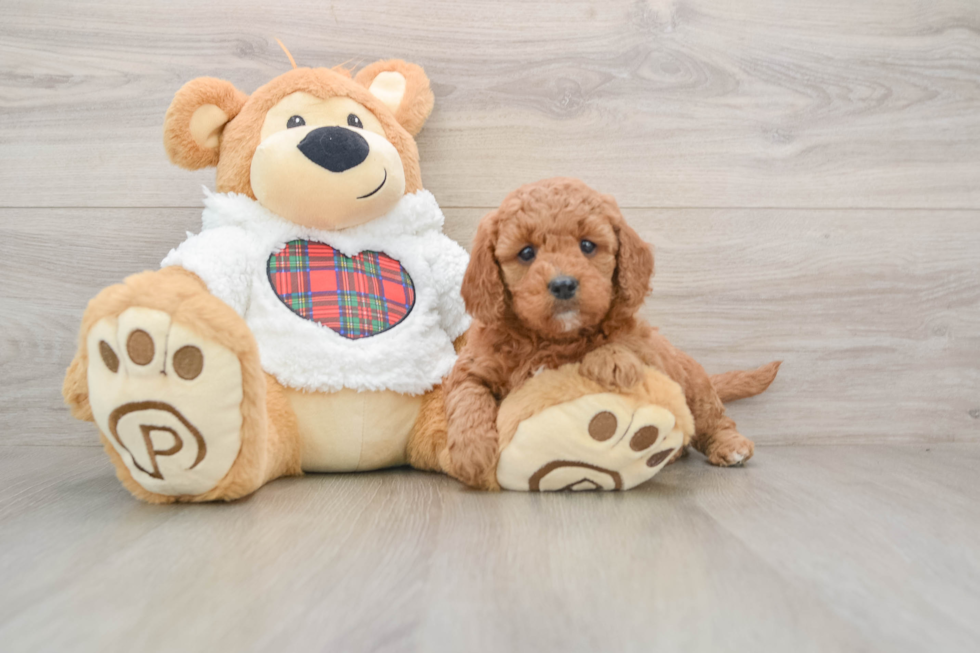 Smart Mini Goldendoodle Poodle Mix Pup