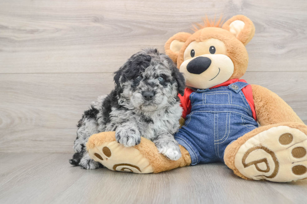 Mini Goldendoodle Pup Being Cute