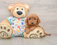 7 week old Mini Goldendoodle Puppy For Sale - Lone Star Pups