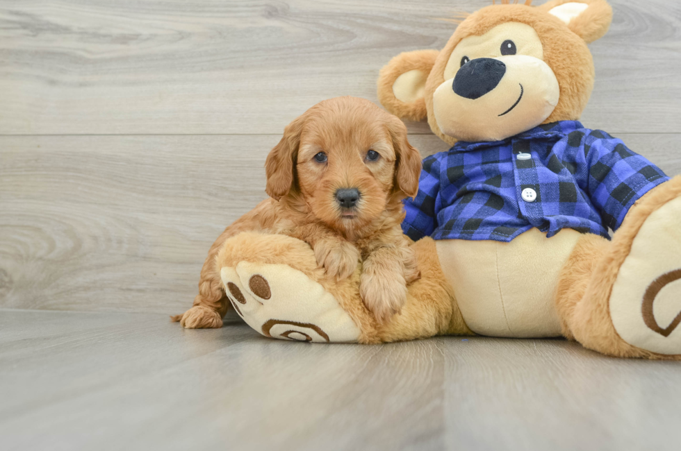 5 week old Mini Goldendoodle Puppy For Sale - Lone Star Pups