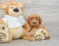 7 week old Mini Goldendoodle Puppy For Sale - Lone Star Pups