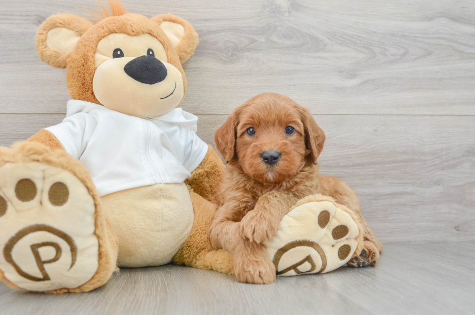 5 week old Mini Goldendoodle Puppy For Sale - Lone Star Pups