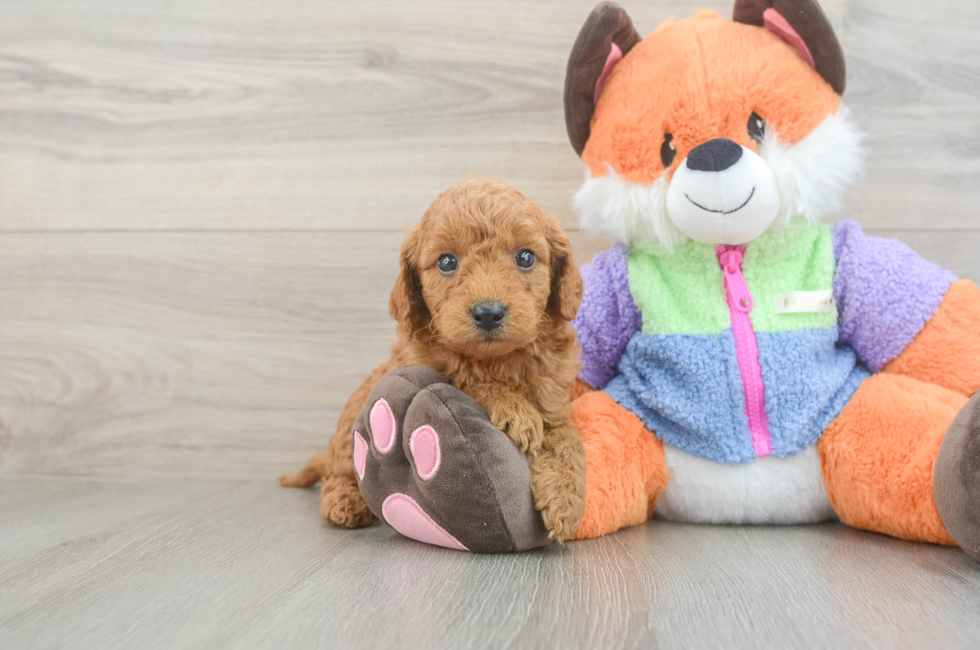 5 week old Mini Goldendoodle Puppy For Sale - Lone Star Pups
