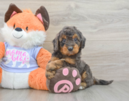 8 week old Mini Goldendoodle Puppy For Sale - Lone Star Pups
