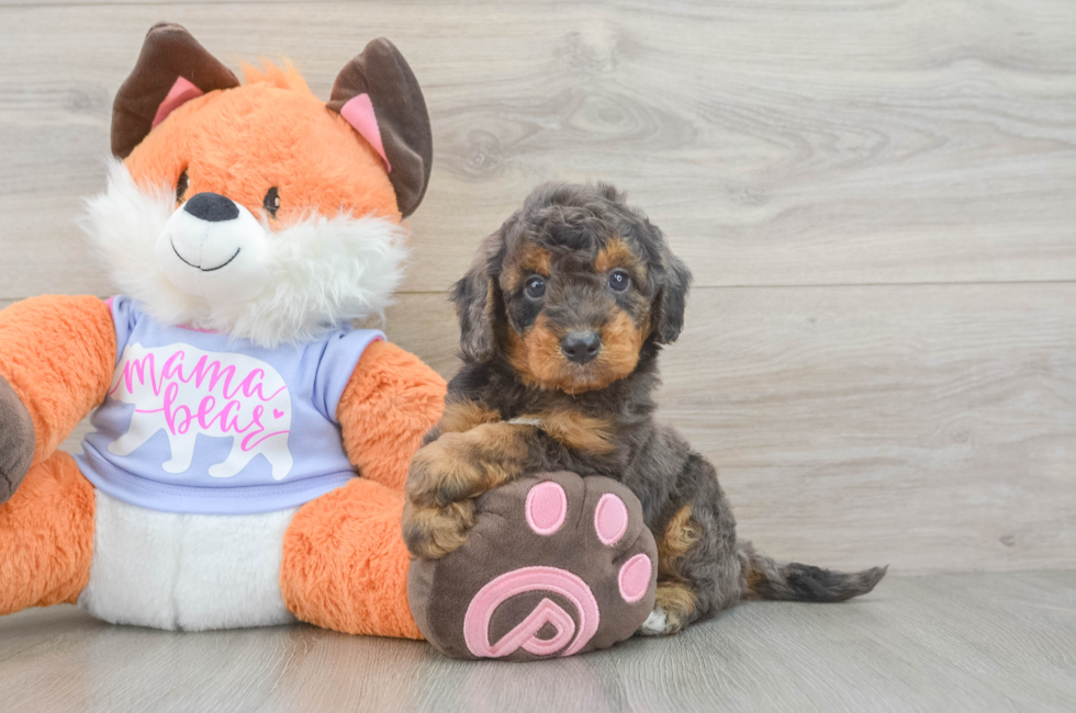 5 week old Mini Goldendoodle Puppy For Sale - Lone Star Pups
