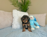 8 week old Mini Goldendoodle Puppy For Sale - Lone Star Pups