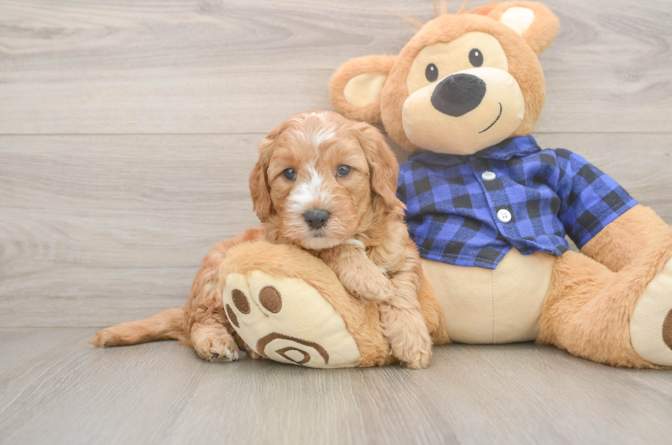 5 week old Mini Goldendoodle Puppy For Sale - Lone Star Pups