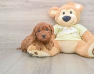 7 week old Mini Goldendoodle Puppy For Sale - Lone Star Pups