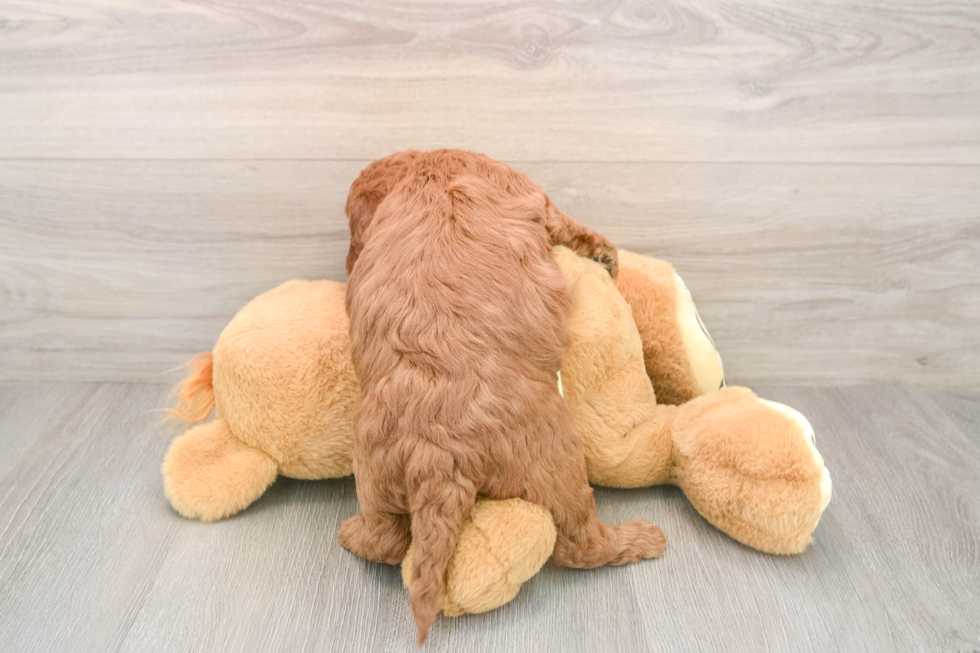 Playful Mini Groodle Poodle Mix Puppy