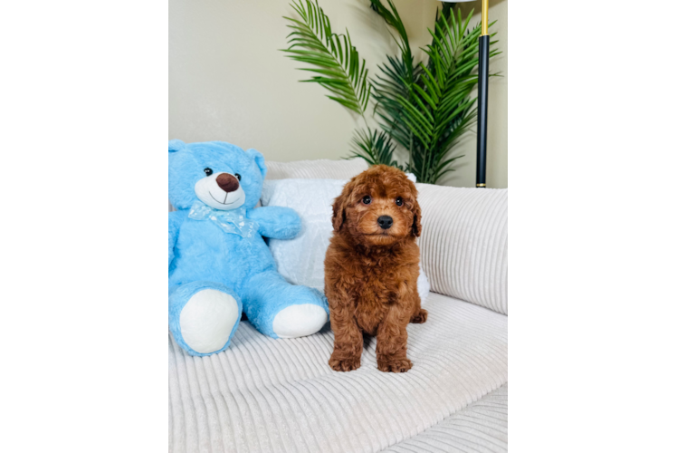 Best Mini Goldendoodle Baby